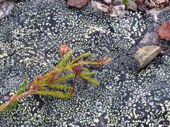 Harrimanella hypnoides