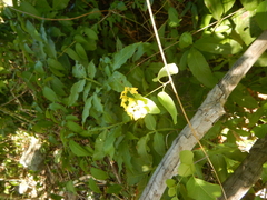 Stigmaphyllon emarginatum