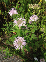 Monarda fistulosa