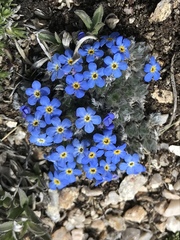 Eritrichium argenteum