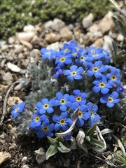 Eritrichium argenteum