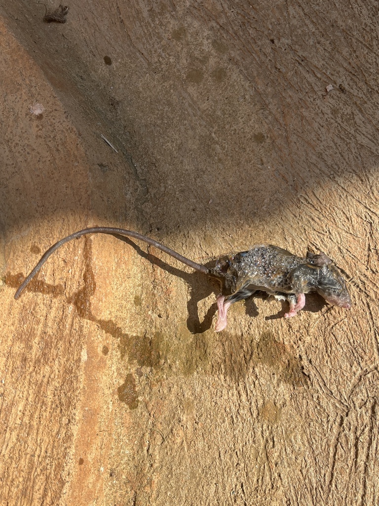 Tullberg's Soft-furred Mouse