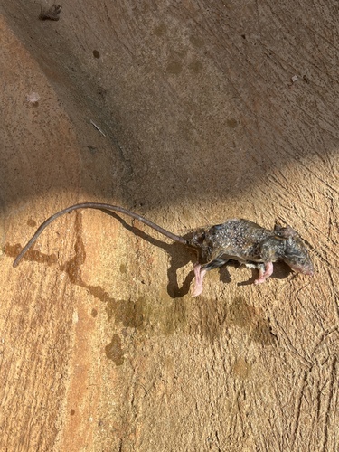 Tullberg's Soft-furred Mouse