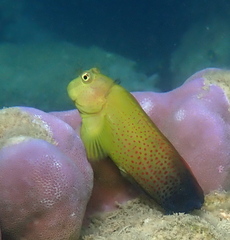Lady Musgrave Blenny photo 5
