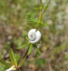Xeropicta derbentina