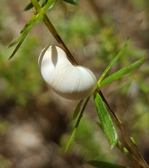 Xeropicta derbentina