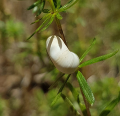 Xeropicta derbentina