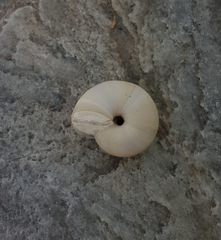 Xeropicta derbentina