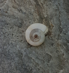 Xeropicta derbentina