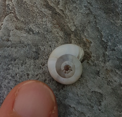 Xeropicta derbentina