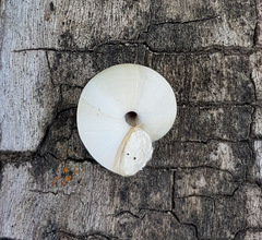 Xeropicta derbentina