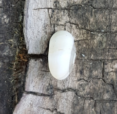 Xeropicta derbentina