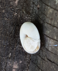 Xeropicta derbentina