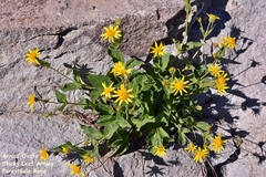 Arnica ovata