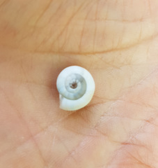 Xeropicta derbentina