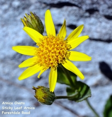 Arnica ovata