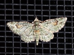 Calluga costalis
