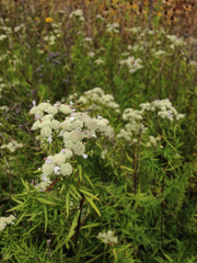 Pycnanthemum tenuifolium
