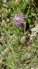 Centaurea paniculata