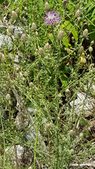 Centaurea paniculata