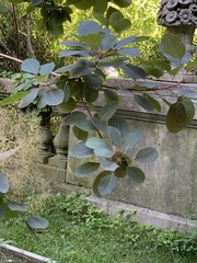 Cotinus coggygria