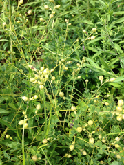 Baptisia tinctoria