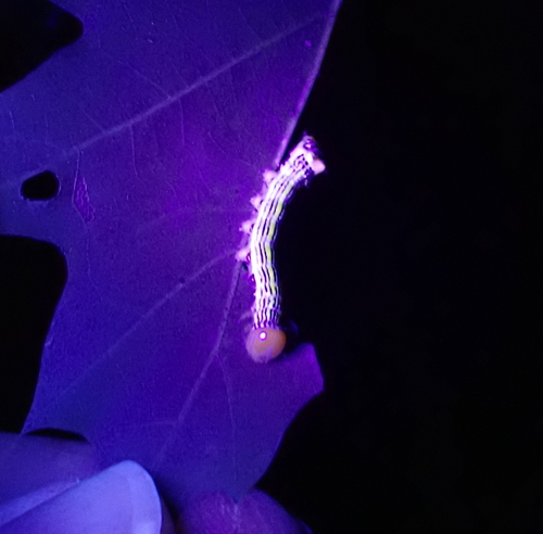 White-headed Prominent and Allies photo 3