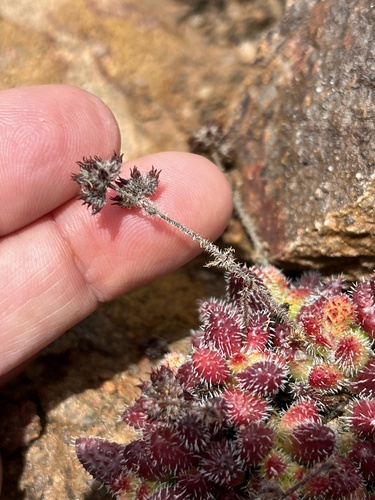 Crassula hirtipes