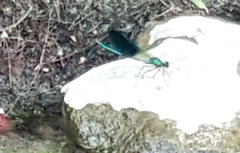 Calopteryx xanthostoma