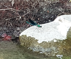 Calopteryx xanthostoma