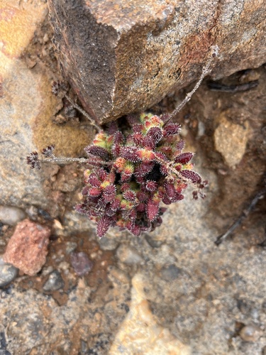 Crassula hirtipes