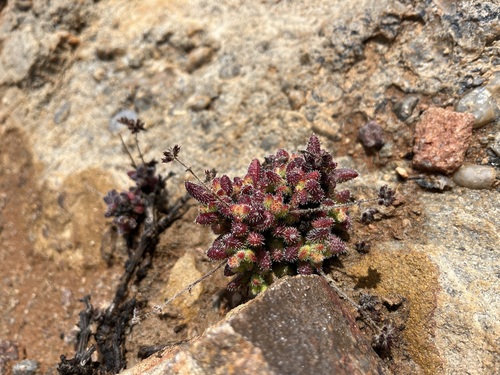 Crassula hirtipes