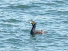 Phalacrocorax carbo