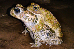 African Green Toad photo 4