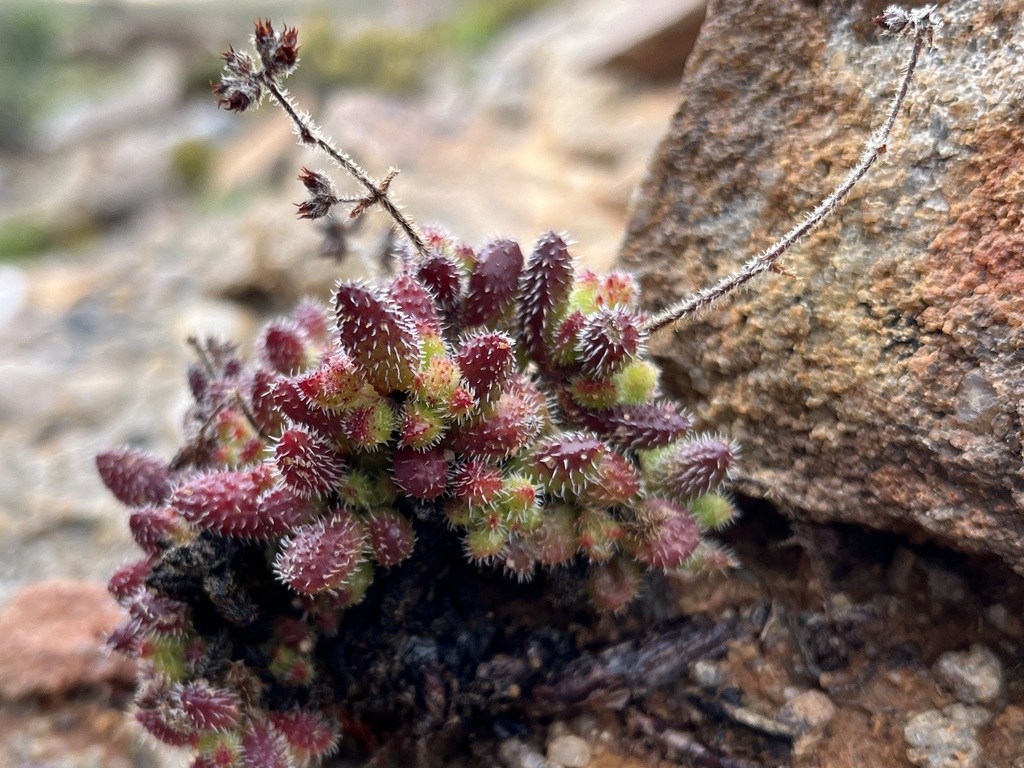 Crassula hirtipes, West Coast, ZA-WC, ZA