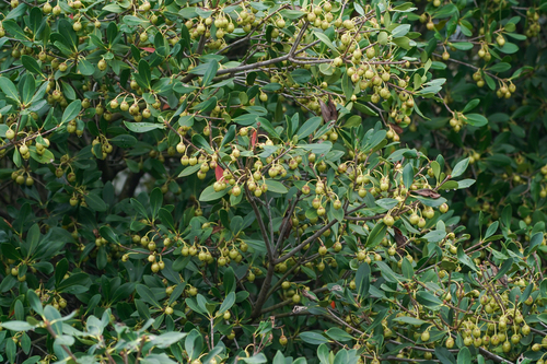 Image of Ternstroemia gymnanthera by (c) WATANABE Hitoshi 渡辺仁, some rights reserved (CC BY)