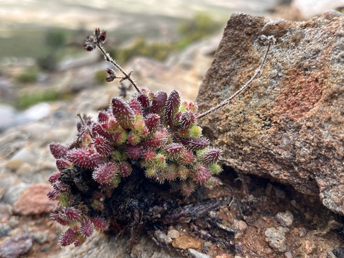 Crassula hirtipes