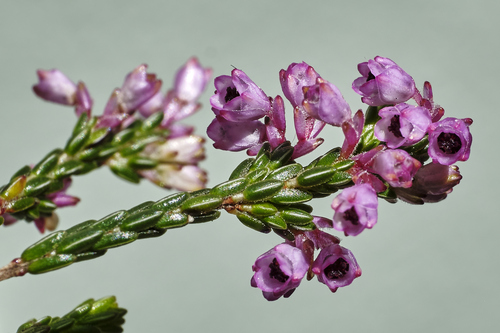 Erica gnaphaloides Thunb.