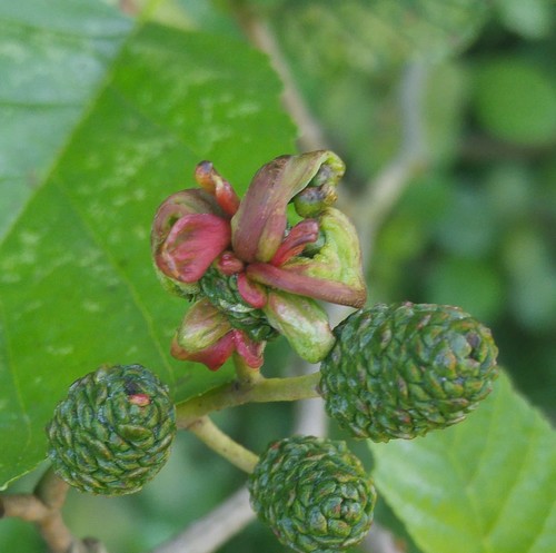 alder tongue gall