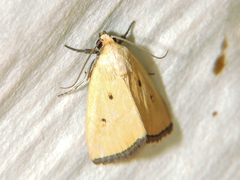 Marimatha tripuncta