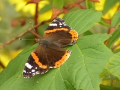 Vanessa atalanta