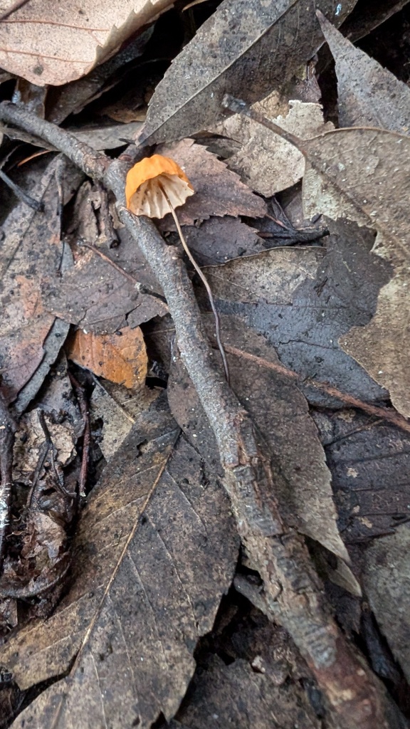 Marasmius siccus · September 2024 · photo: © atsushi_nakajima_cirque (iNaturalist, cc-by)