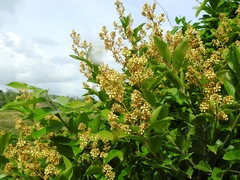 Heteropterys laurifolia