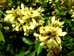 Heteropterys laurifolia