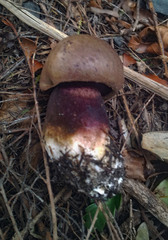Tylopilus formosus