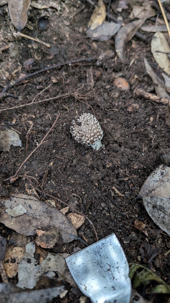 Amanita sychnopyramis · September 2024 · photo: © atsushi_nakajima_cirque (iNaturalist, cc-by)