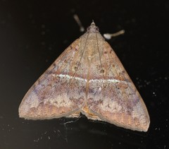 Oxyodes tricolor