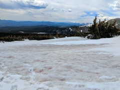 Chlamydomonas nivalis