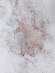 Chlamydomonas nivalis