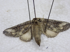 Heterocampa obliqua